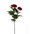 Chrysanthemum 