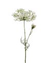 Allium