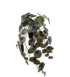 Peperomia