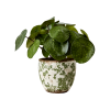 Kruka Victoria