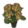 Hortensia