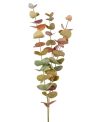 Eucalyptus