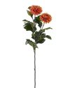 Chrysanthemum 