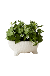 Kruka Cream