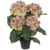 Hortensia